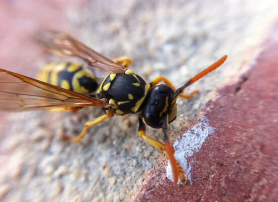 Does Bleach Kill Wasps?