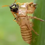Wasp