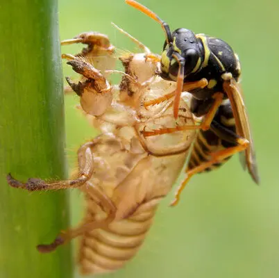 Can You Get Black Wasps in the UK?