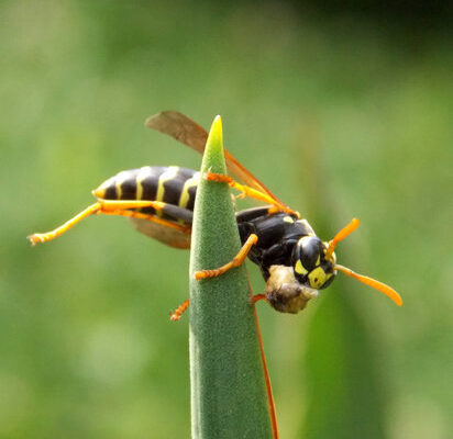 How Do Wasps Kill Carpenter Bees?