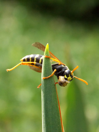 Wasp