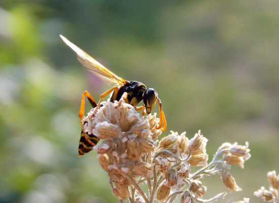 How Long Do Wasps Stay Angry?