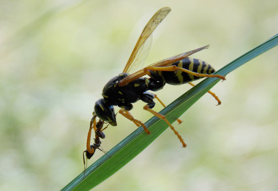 Wasp