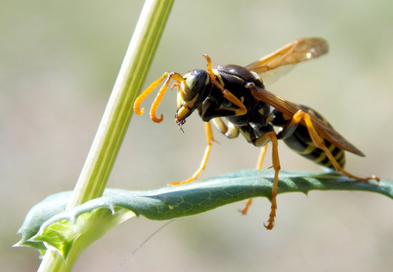 Wasp