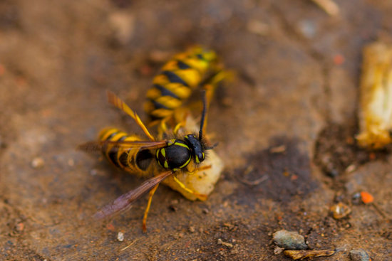 Wasp