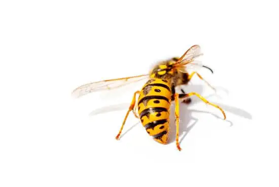 What to Do For Wasp Stings