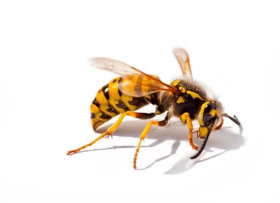 How Bad Are Wasps?