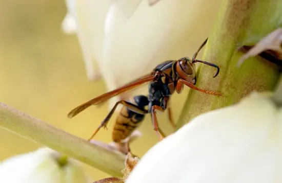 Wasp
