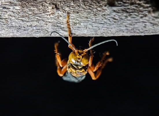 How Much Water Do Wasps Drink?