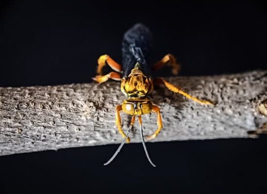 How Fast Can Wasps Build a Nest?