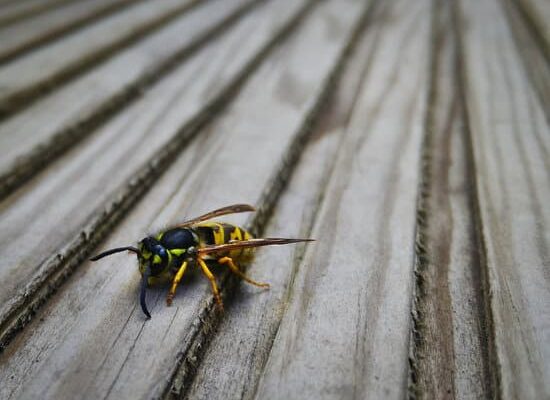 Will Hydrogen Peroxide Kill Wasps?