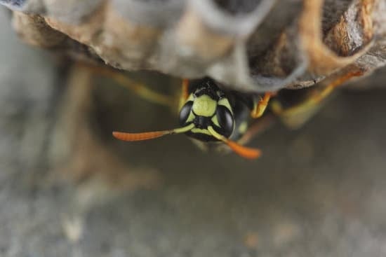 Are Wasps Active at Night?