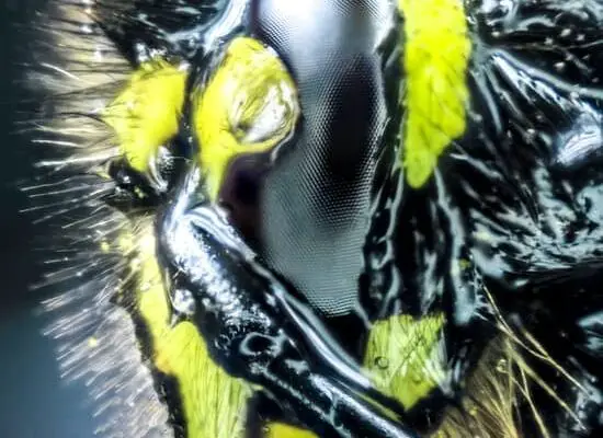How Do Wasps Come Out in Winter?