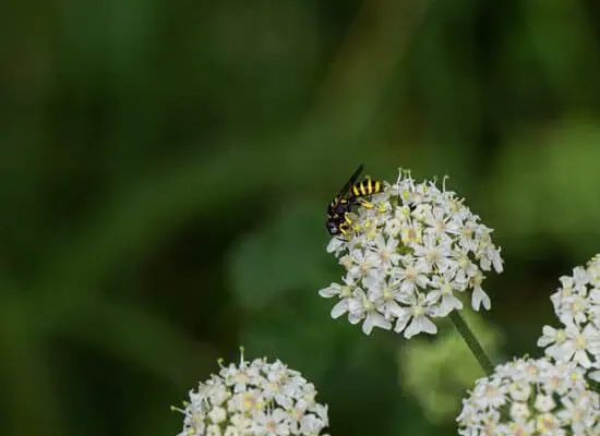 Why Can’t Wasps Make Honey?
