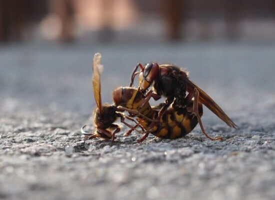 Why Does Wasps Kill Bees?