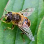 Wasp
