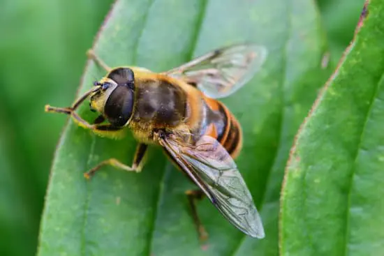 Wasp