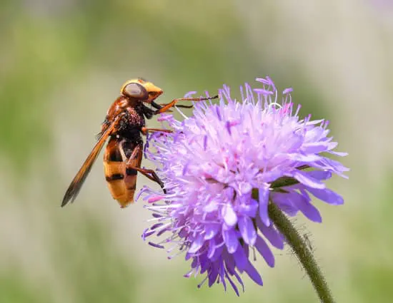 Wasp