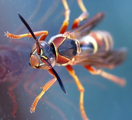 Can Wasps Eat Through Caulk?