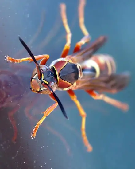 Wasp