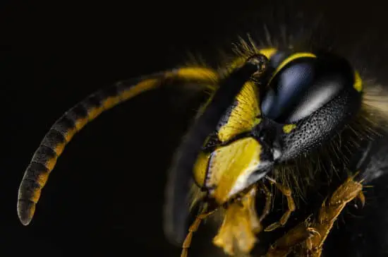 When Are Wasps Most Active?