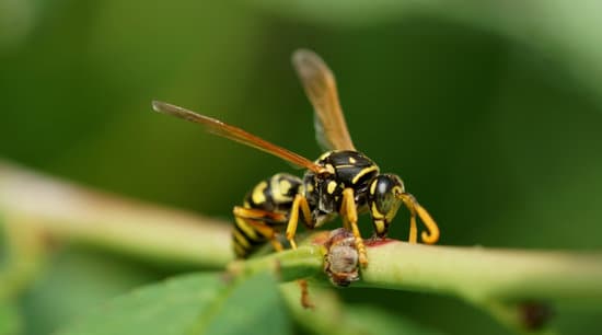 Wasp