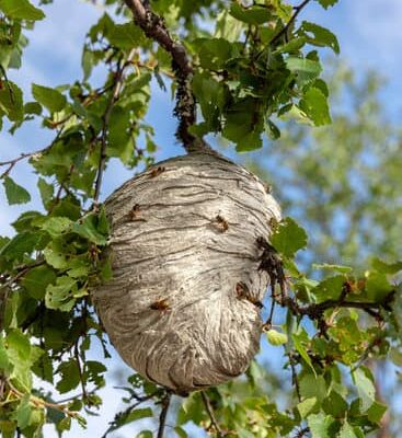 Wasps Are Deadly