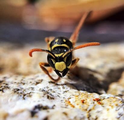 How Many Wasps in a Large Nest?