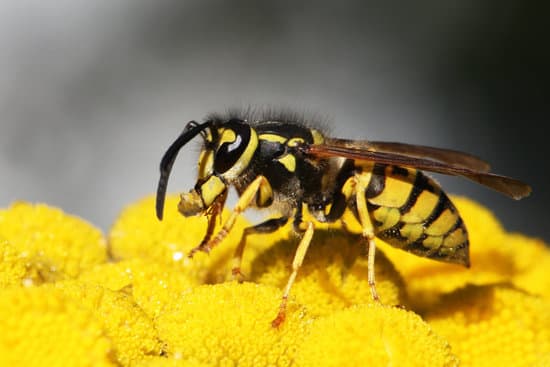 Did You Know That Wasps Release Stingers