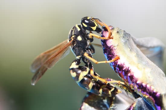 What Are Wasps Attracted To?
