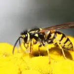 Wasp