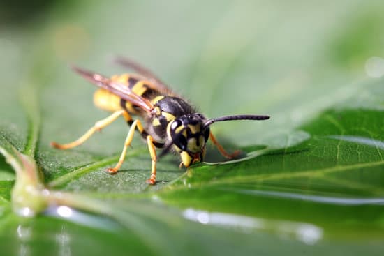 Wasp