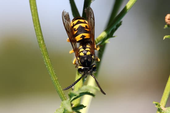 Wasp