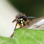 Wasp