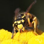 Wasp