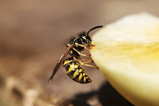 How Do Wasps Make Their Nest?