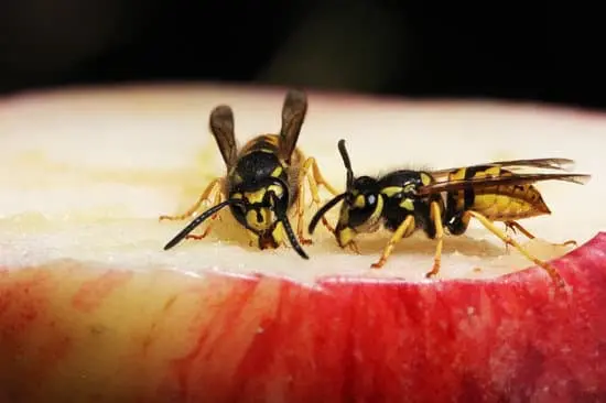 Wasp