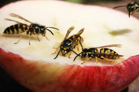 Wasp