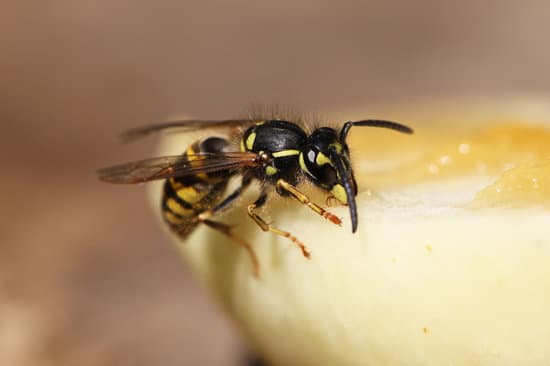 Wasp