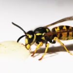 Wasp