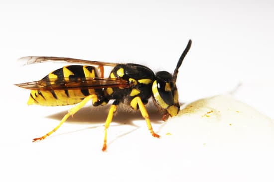 Do Wasps Have a Queen?