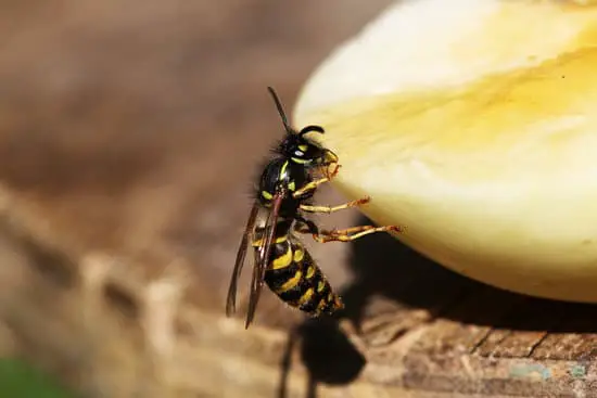 Did You Know That Wasps Do Not Leave Stingers Behind?