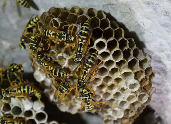 Are Bees Or Wasps More Dangerous?