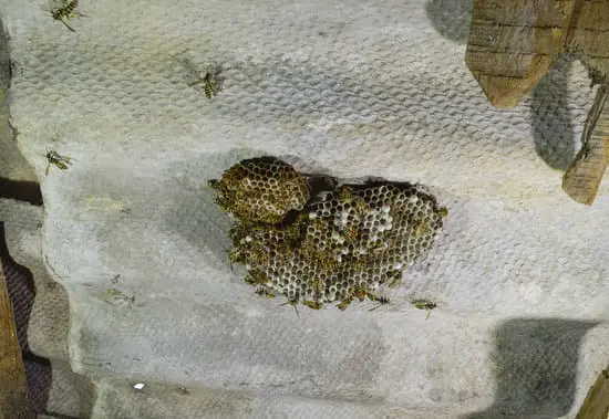 What Does it Mean When Ants Kill Wasps?