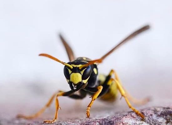 How Do Wasps Help Your Garden?