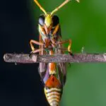 Wasp