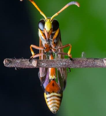 How Cold Can Wasps Survive?