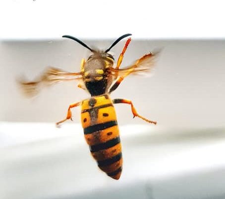 Can Wasps Track You?