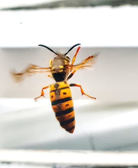 Wasp