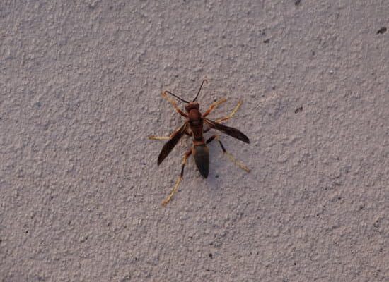 Does Hairspray Kill Wasps?